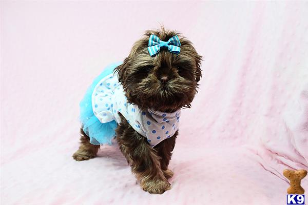 lvpuppyheaven Picture 1